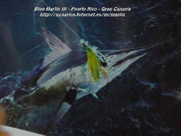 spearfish Cavalier & Blue Marlin Sport Fishing Gran Canaria