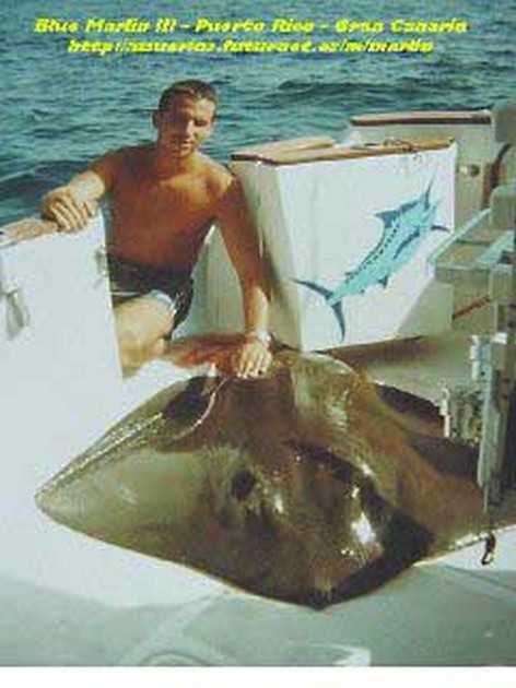 brown stingray Cavalier & Blue Marlin Sport Fishing Gran Canaria