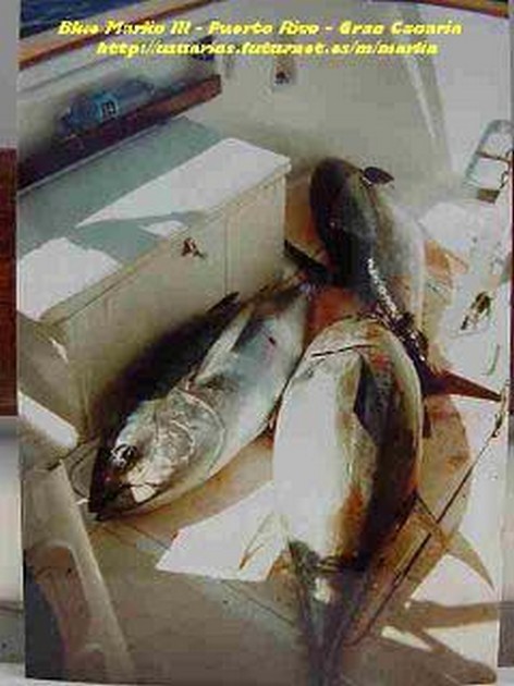 big eye tuna Cavalier & Blue Marlin Sport Fishing Gran Canaria