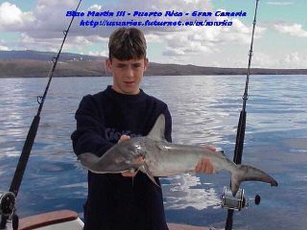hammerhead shark Cavalier & Blue Marlin Sport Fishing Gran Canaria