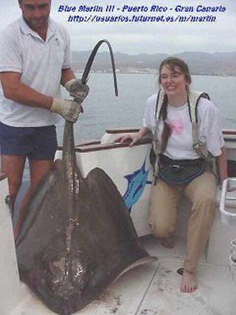 common stingray Cavalier & Blue Marlin Sport Fishing Gran Canaria