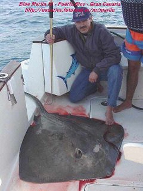 common stingray Cavalier & Blue Marlin Sport Fishing Gran Canaria