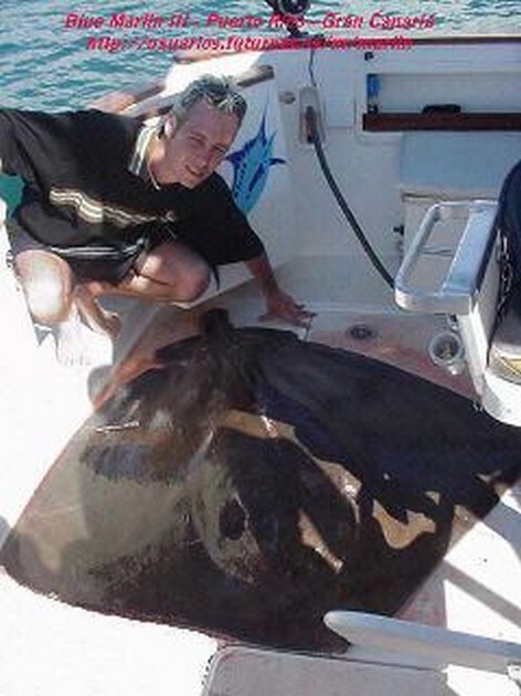 common stingray Cavalier & Blue Marlin Sport Fishing Gran Canaria