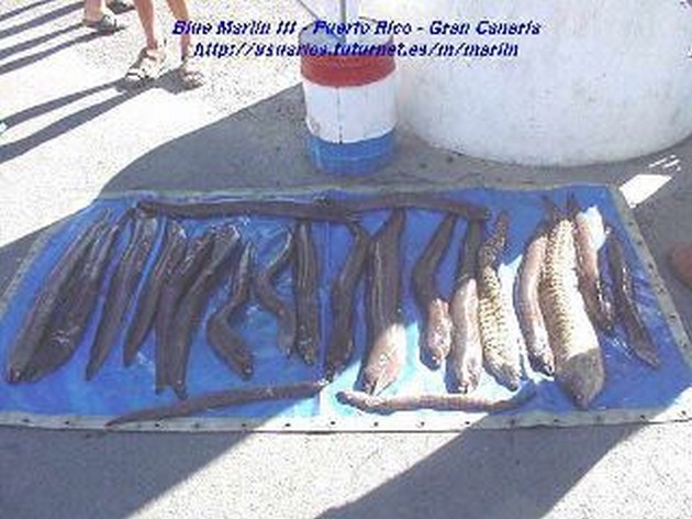 moray eel Cavalier & Blue Marlin Sport Fishing Gran Canaria