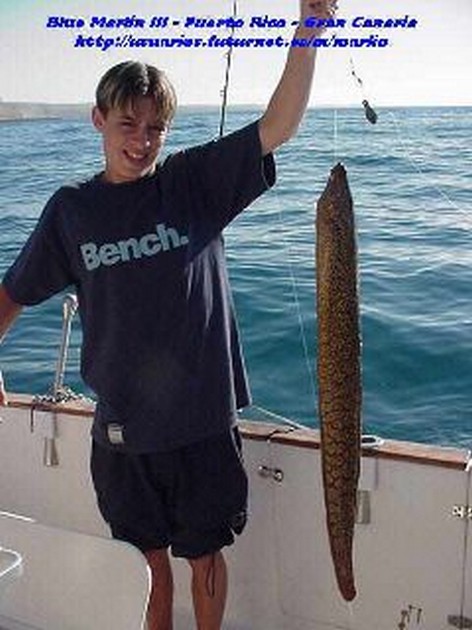 tiger moray Cavalier & Blue Marlin Sport Fishing Gran Canaria
