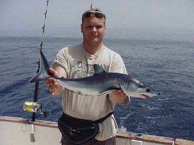blue shark Cavalier & Blue Marlin Sport Fishing Gran Canaria