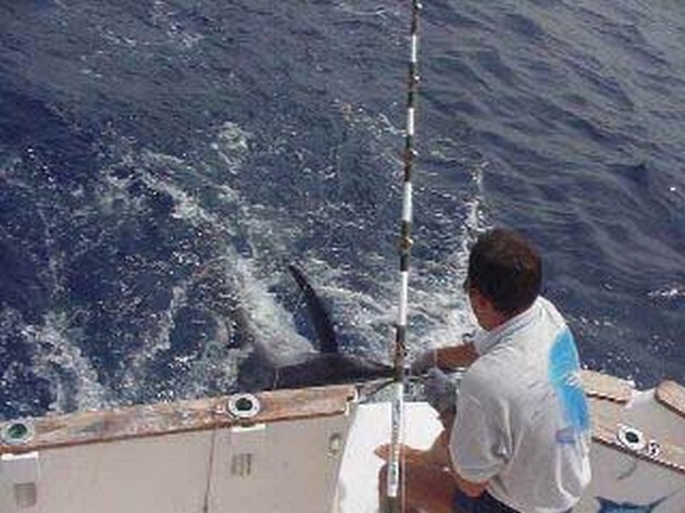 blue marlin Cavalier & Blue Marlin Sport Fishing Gran Canaria