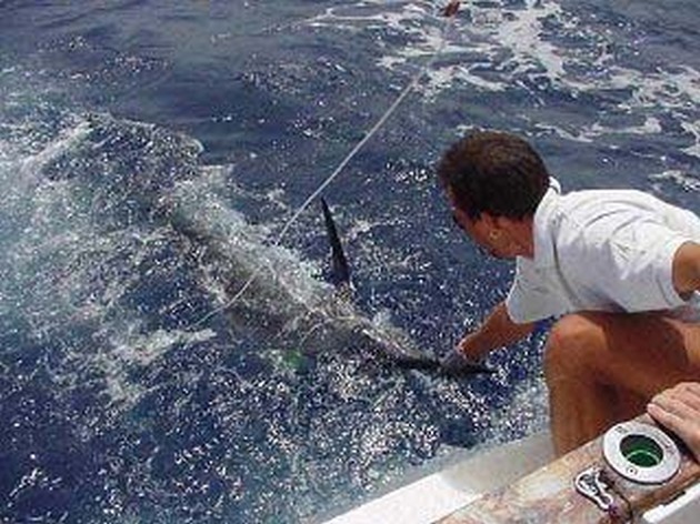 blue marlin Cavalier & Blue Marlin Sport Fishing Gran Canaria