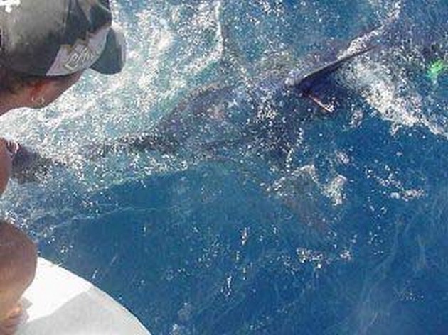 blue marlin Cavalier & Blue Marlin Sport Fishing Gran Canaria
