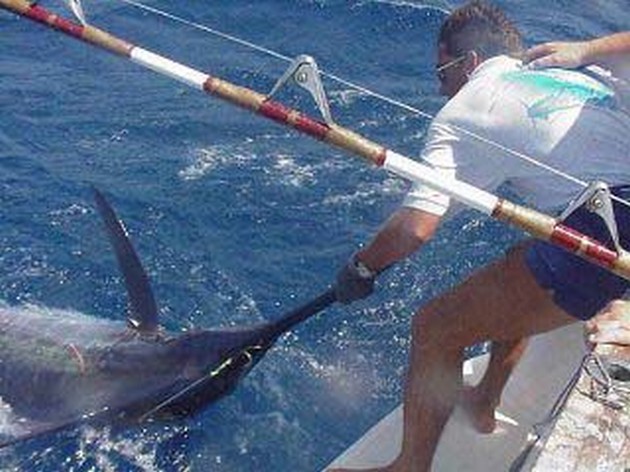blue marlin Cavalier & Blue Marlin Sport Fishing Gran Canaria
