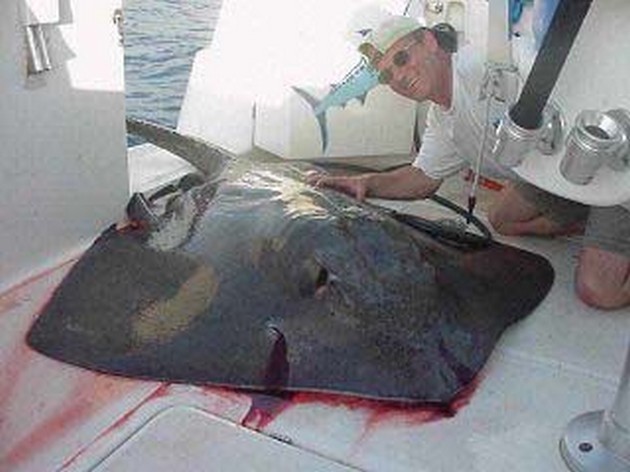 common stingray Cavalier & Blue Marlin Sport Fishing Gran Canaria