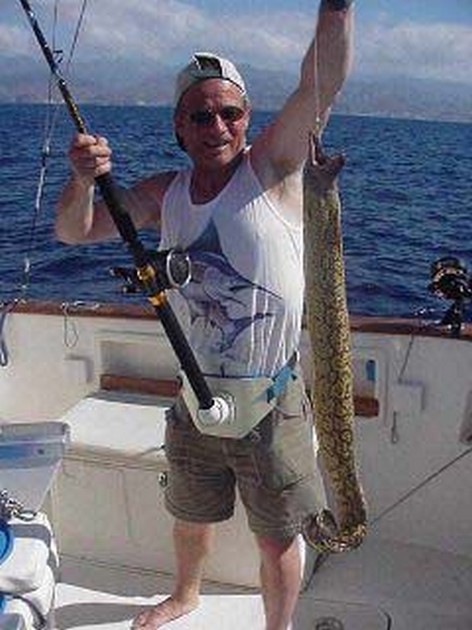 tiger moray Cavalier & Blue Marlin Sport Fishing Gran Canaria