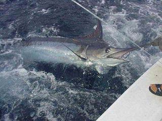 blue marlin Cavalier & Blue Marlin Sport Fishing Gran Canaria