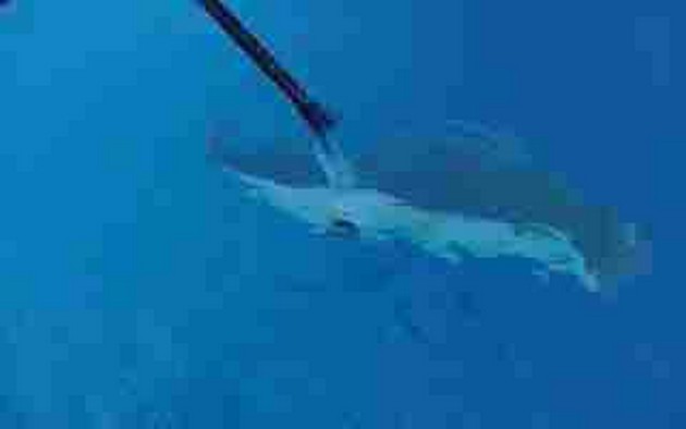 pregnant stingray - 1 Cavalier & Blue Marlin Sport Fishing Gran Canaria