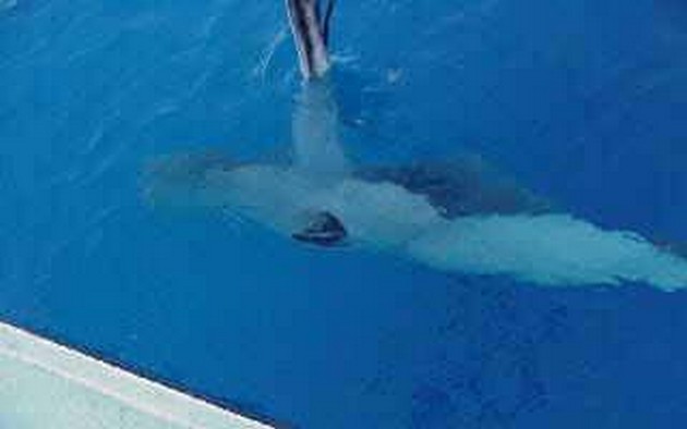 pregnant stingray - 2 Cavalier & Blue Marlin Sport Fishing Gran Canaria