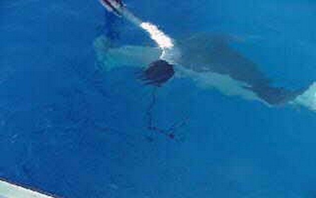 pregnant stingray - 3 Cavalier & Blue Marlin Sport Fishing Gran Canaria