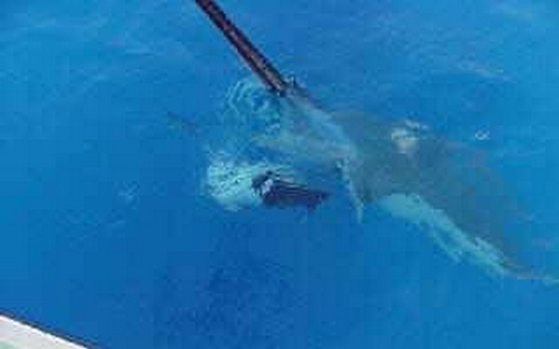 pregnant stingray - 4 Cavalier & Blue Marlin Sport Fishing Gran Canaria