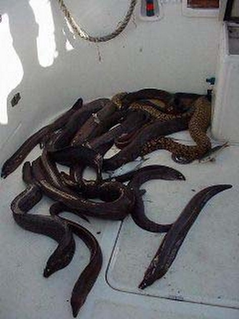 brown moray eel Cavalier & Blue Marlin Sport Fishing Gran Canaria