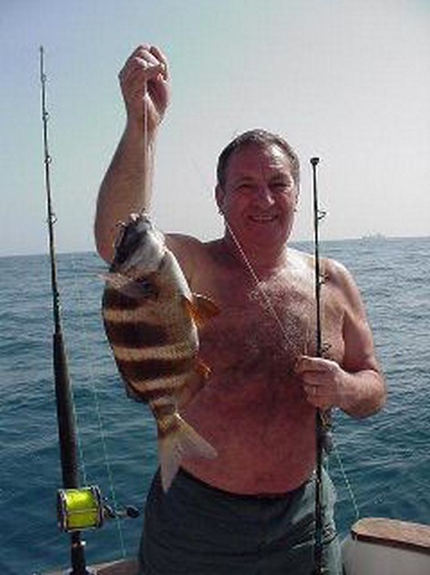 zebra seabream Cavalier & Blue Marlin Sport Fishing Gran Canaria