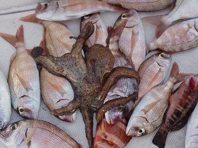 seabreams Cavalier & Blue Marlin Sport Fishing Gran Canaria