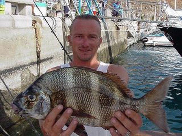 zebra seabream Cavalier & Blue Marlin Sport Fishing Gran Canaria