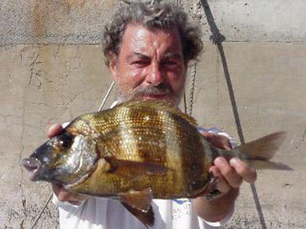 zebra seabream Cavalier & Blue Marlin Sport Fishing Gran Canaria