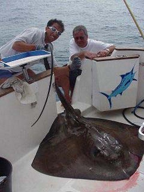 roughtail stingray Cavalier & Blue Marlin Sport Fishing Gran Canaria