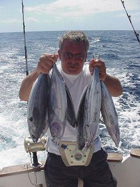 skipjack tuna Cavalier & Blue Marlin Sport Fishing Gran Canaria