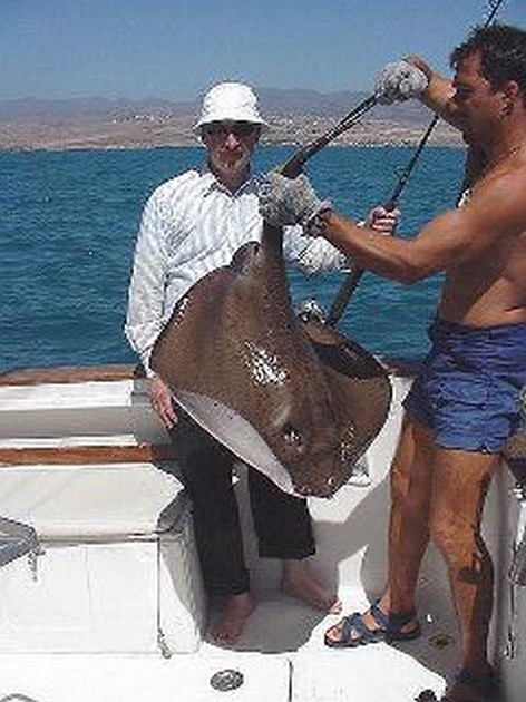 roughtail stingray Cavalier & Blue Marlin Sport Fishing Gran Canaria