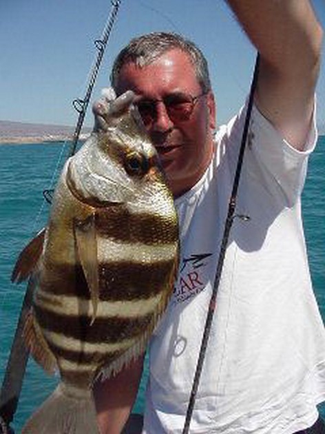 zebra seabream Cavalier & Blue Marlin Sport Fishing Gran Canaria