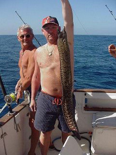 tiger moray Cavalier & Blue Marlin Sport Fishing Gran Canaria