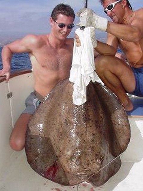 roughtail stingray Cavalier & Blue Marlin Sport Fishing Gran Canaria