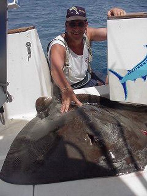 common stingray Cavalier & Blue Marlin Sport Fishing Gran Canaria