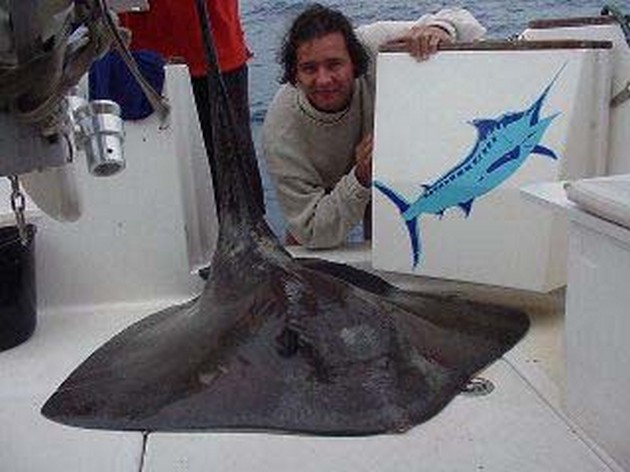 common stingray Cavalier & Blue Marlin Sport Fishing Gran Canaria