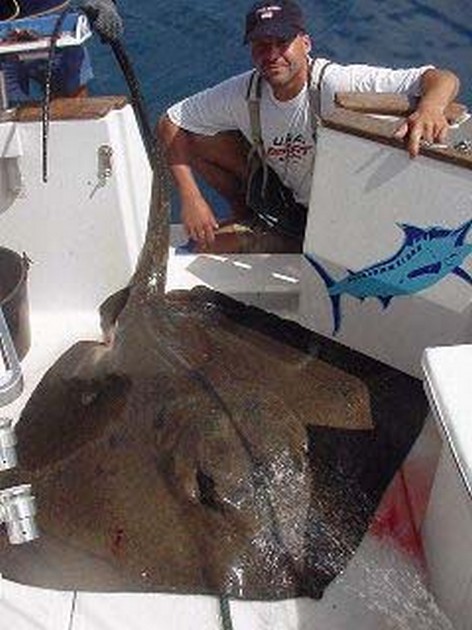 common stingray Cavalier & Blue Marlin Sport Fishing Gran Canaria
