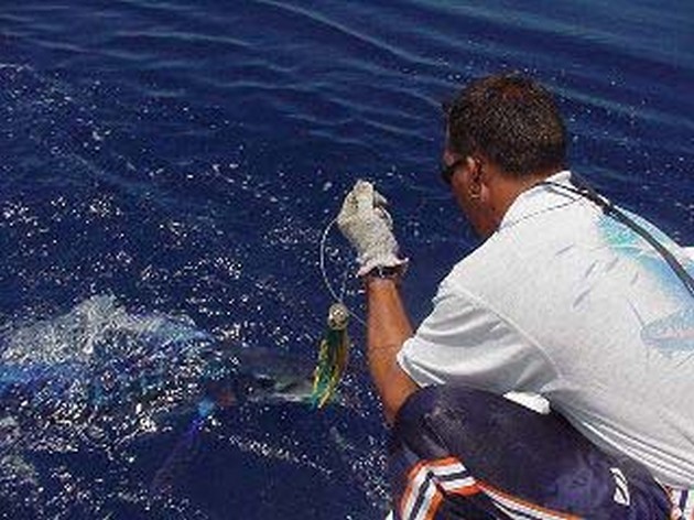 spearfish Cavalier & Blue Marlin Sport Fishing Gran Canaria