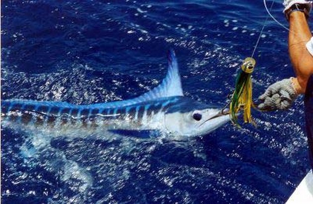 spearfish Cavalier & Blue Marlin Sport Fishing Gran Canaria