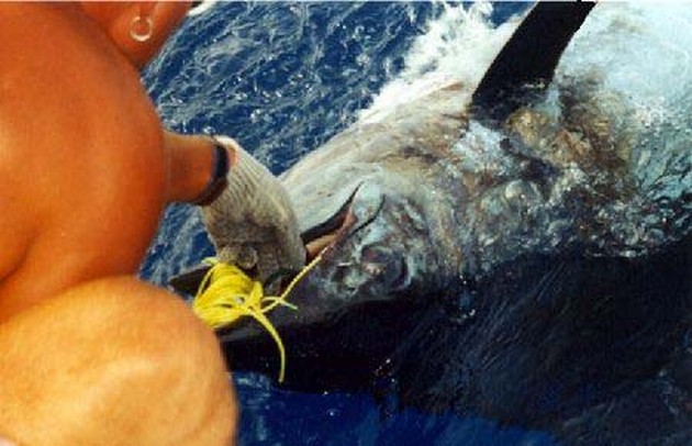 blue marlin Cavalier & Blue Marlin Sport Fishing Gran Canaria
