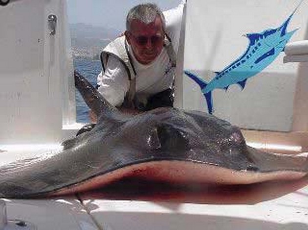 common stingray Cavalier & Blue Marlin Sport Fishing Gran Canaria