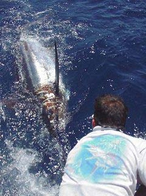 blue marlin Cavalier & Blue Marlin Sport Fishing Gran Canaria