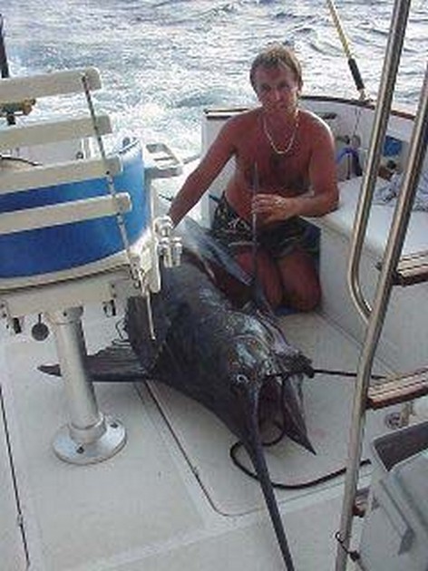 blue marlin Cavalier & Blue Marlin Sport Fishing Gran Canaria