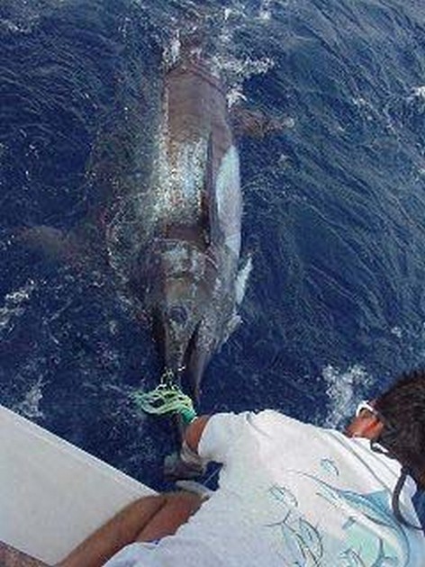 blue marlin Cavalier & Blue Marlin Sport Fishing Gran Canaria