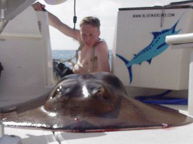 round stingray Cavalier & Blue Marlin Sport Fishing Gran Canaria