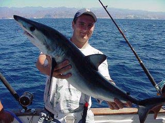blue shark Cavalier & Blue Marlin Sport Fishing Gran Canaria
