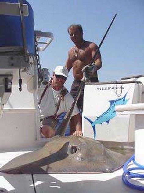 common stingray Cavalier & Blue Marlin Sport Fishing Gran Canaria