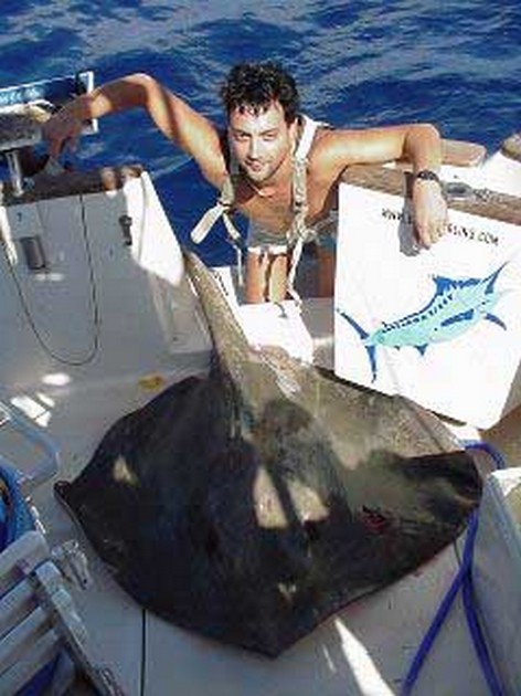 common stingray Cavalier & Blue Marlin Sport Fishing Gran Canaria