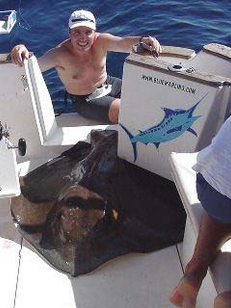 common stingray Cavalier & Blue Marlin Sport Fishing Gran Canaria