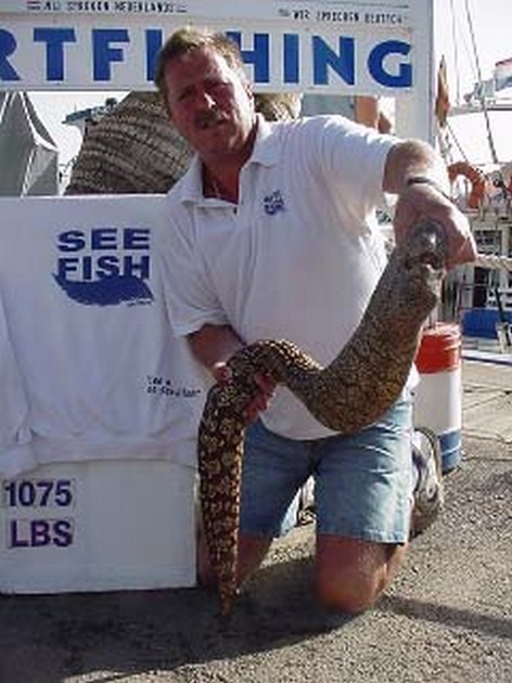 mediterranean moray eel Cavalier & Blue Marlin Sport Fishing Gran Canaria
