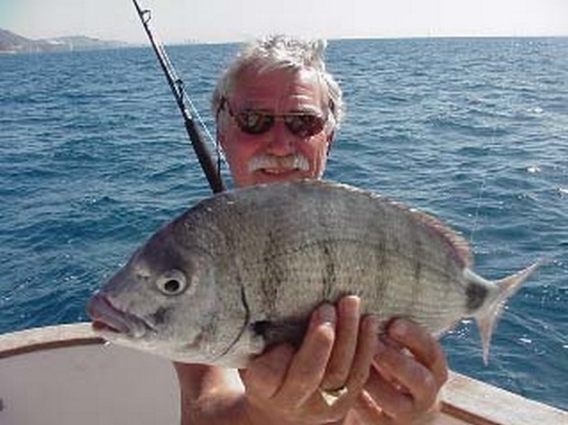 white seabream Cavalier & Blue Marlin Sport Fishing Gran Canaria