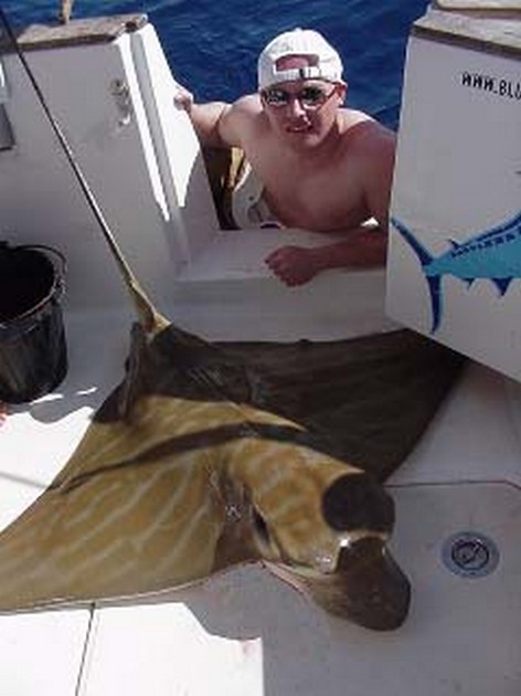 duckbill ray Cavalier & Blue Marlin Sport Fishing Gran Canaria